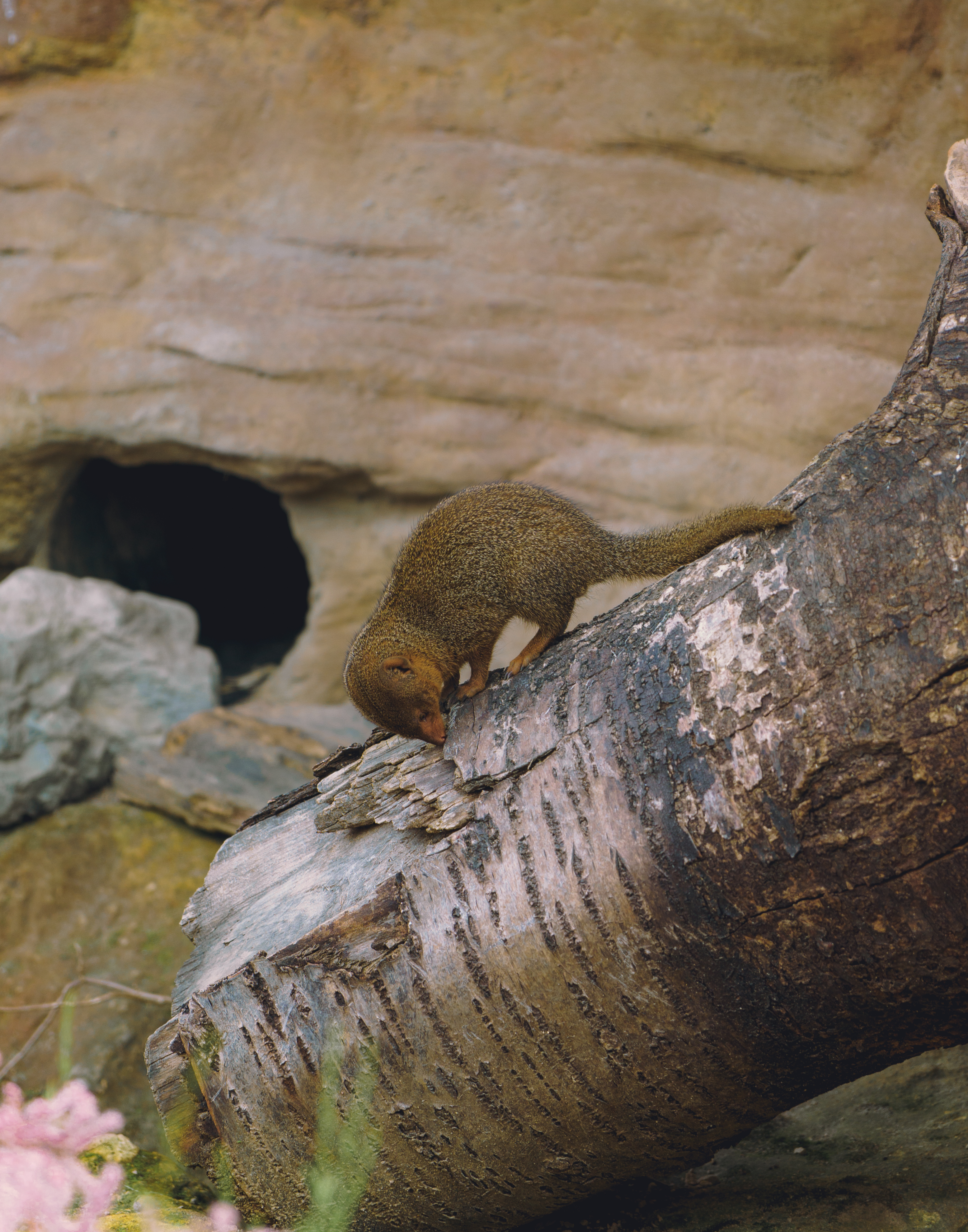 A Mongoose Sniffing A Tree Stump